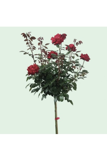 Роза на штамбе Черная Королева – подчеркнет стильность сада.